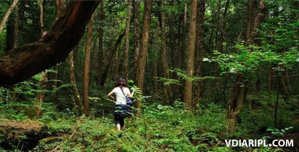 jepang hutan bunuh diri